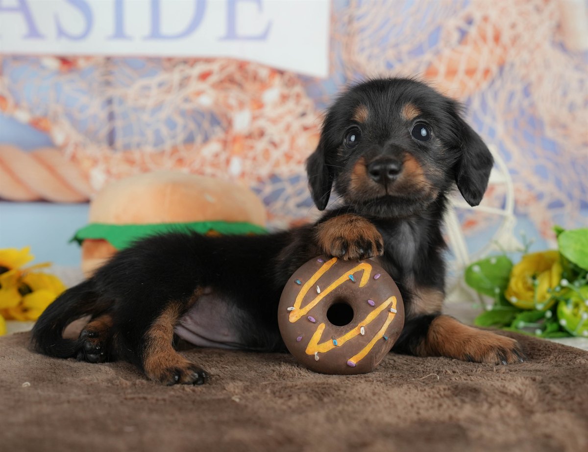 カニンヘン・ダックスフンド(ロング) | 女の子 | ブラック&タン | 2026年2月28日（ID:dog-200015758）