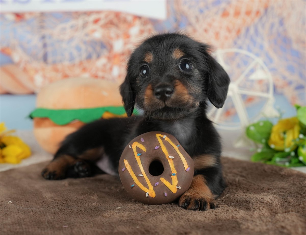 カニンヘン・ダックスフンド(ロング) | 女の子 | ブラック&タン | 2026年2月28日（ID:dog-200015758）