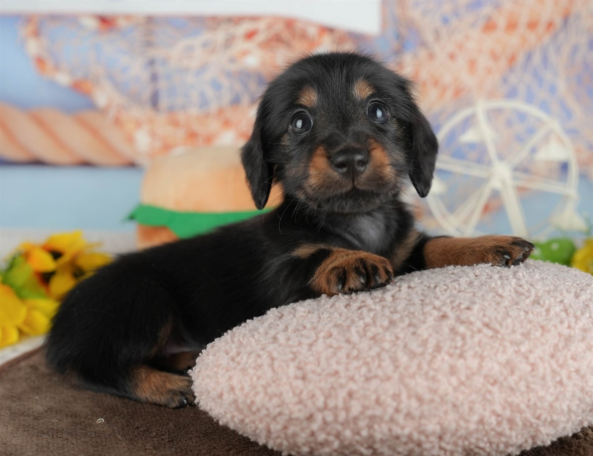 カニンヘン・ダックスフンド(ロング) | 女の子 | ブラック&タン | 2026年2月28日（ID:dog-200015758）