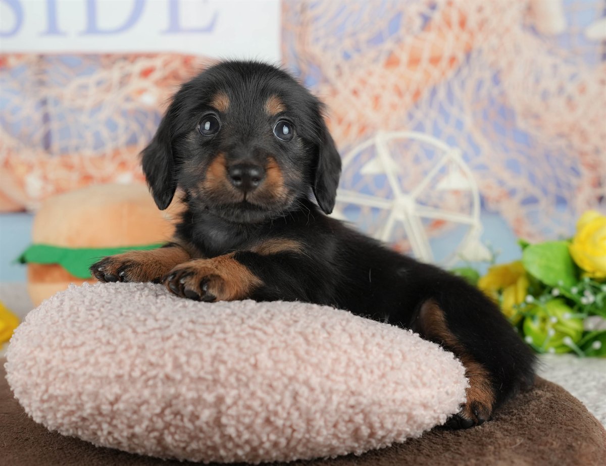 カニンヘン・ダックスフンド(ロング) | 女の子 | ブラック&タン | 2026年2月28日（ID:dog-200015758）