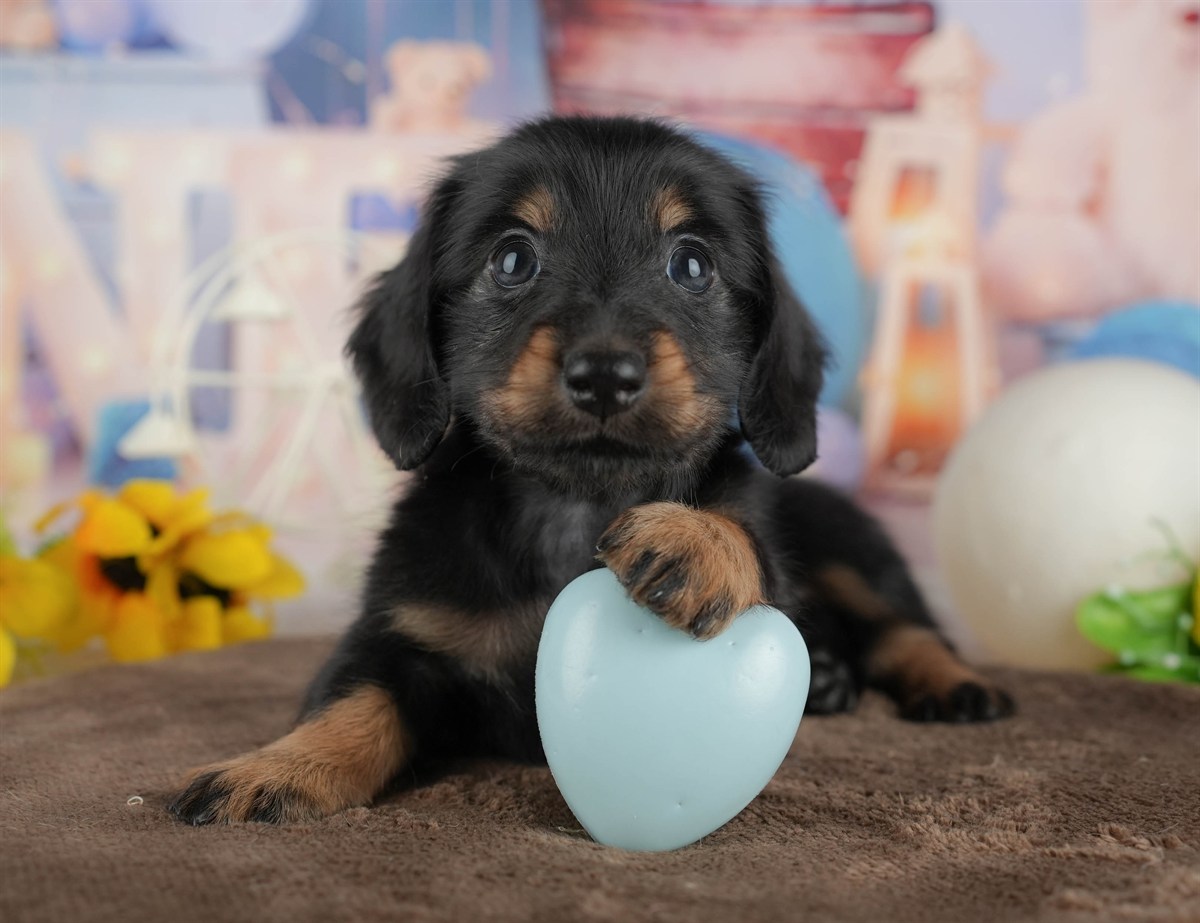 カニンヘン・ダックスフンド(ロング) | 男の子 | ブラック&タン | 2026年2月28日（ID:dog-200015760）