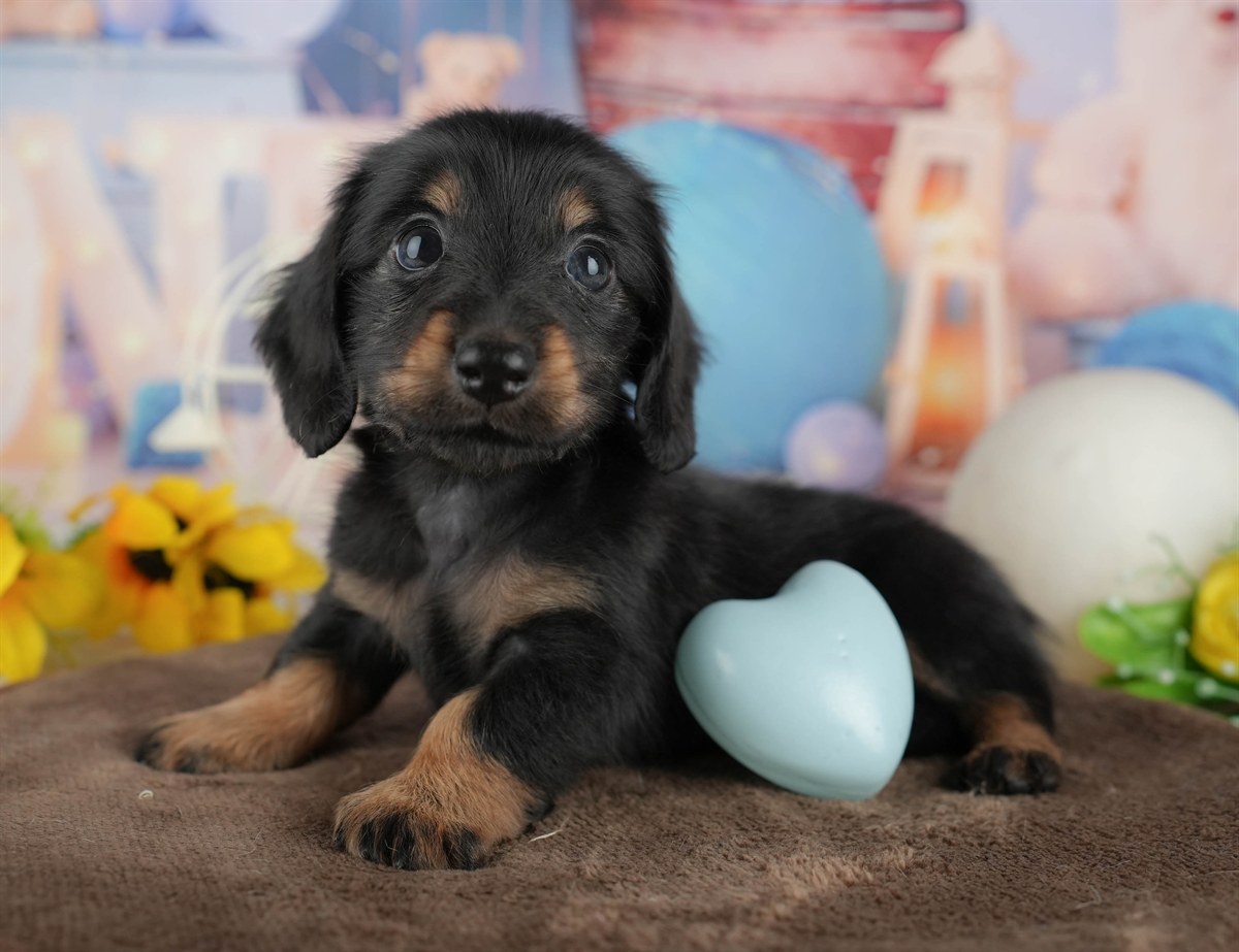 カニンヘン・ダックスフンド(ロング) | 男の子 | ブラック&タン | 2026年2月28日（ID:dog-200015760）