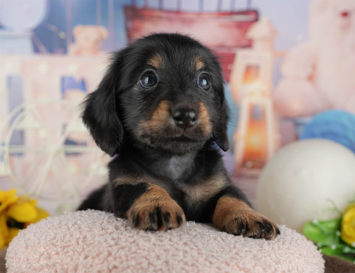 カニンヘン・ダックスフンド(ロング) | 男の子 | ブラック&タン | 2026年2月28日（ID:dog-200015760）