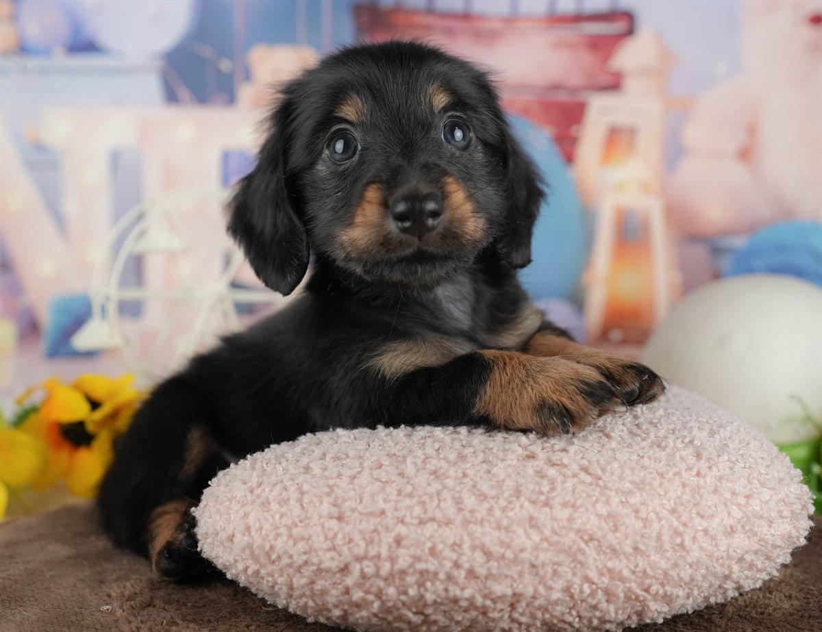 カニンヘン・ダックスフンド(ロング) | 男の子 | ブラック&タン | 2026年2月28日（ID:dog-200015760）