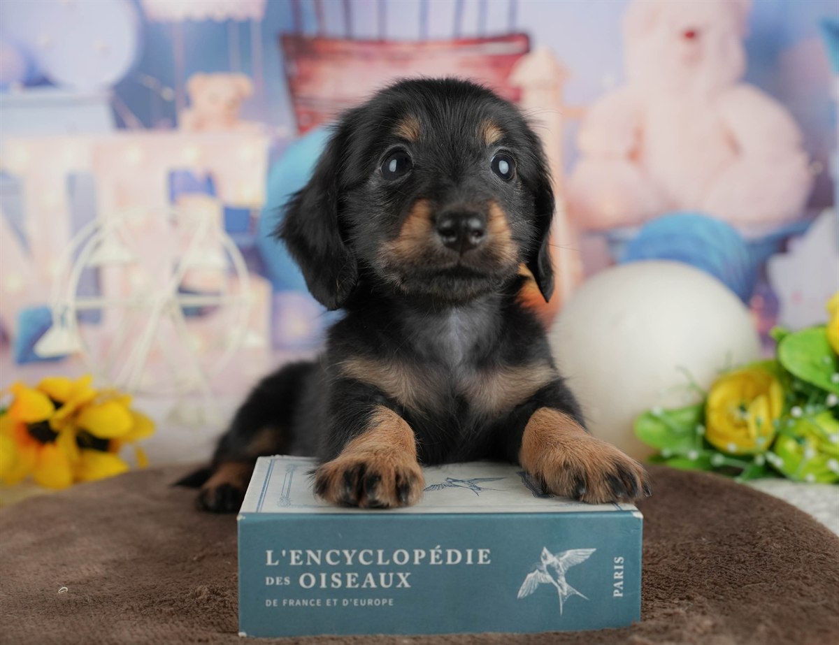 カニンヘン・ダックスフンド(ロング) | 男の子 | ブラック&タン | 2026年2月28日（ID:dog-200015760）