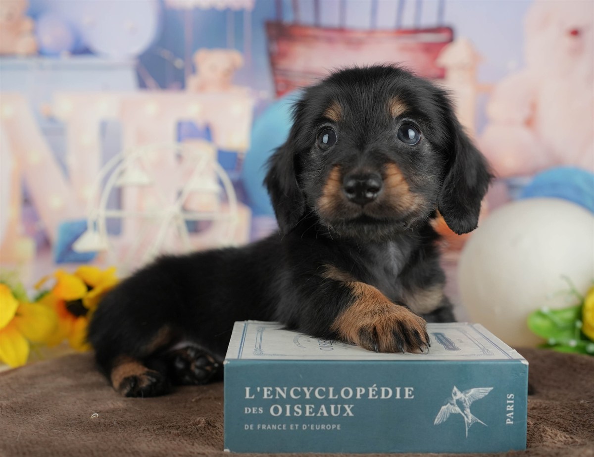 カニンヘン・ダックスフンド(ロング) | 男の子 | ブラック&タン | 2026年2月28日（ID:dog-200015760）