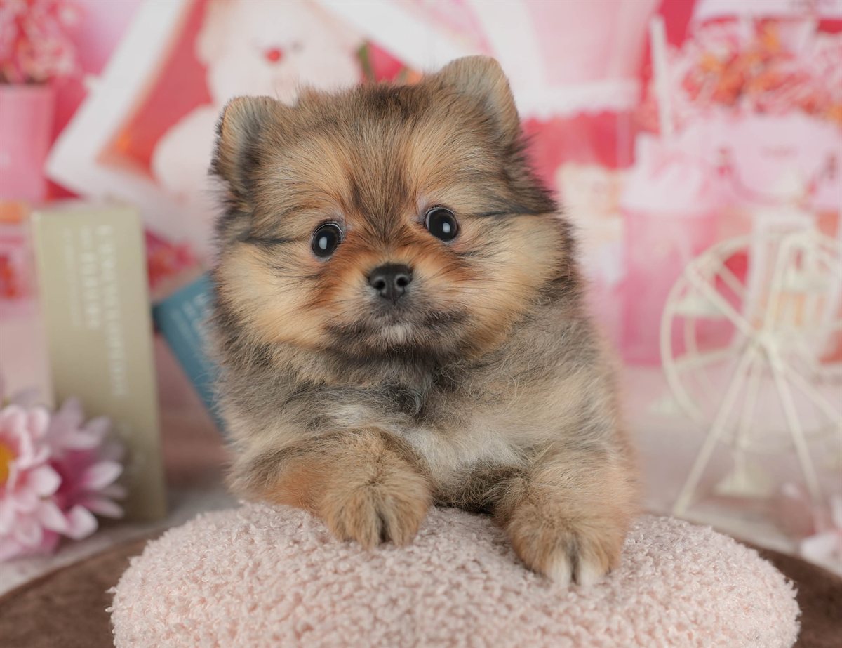 ポメラニアン | 女の子 | オレンジ | 2026年3月1日（ID:dog-200015761）