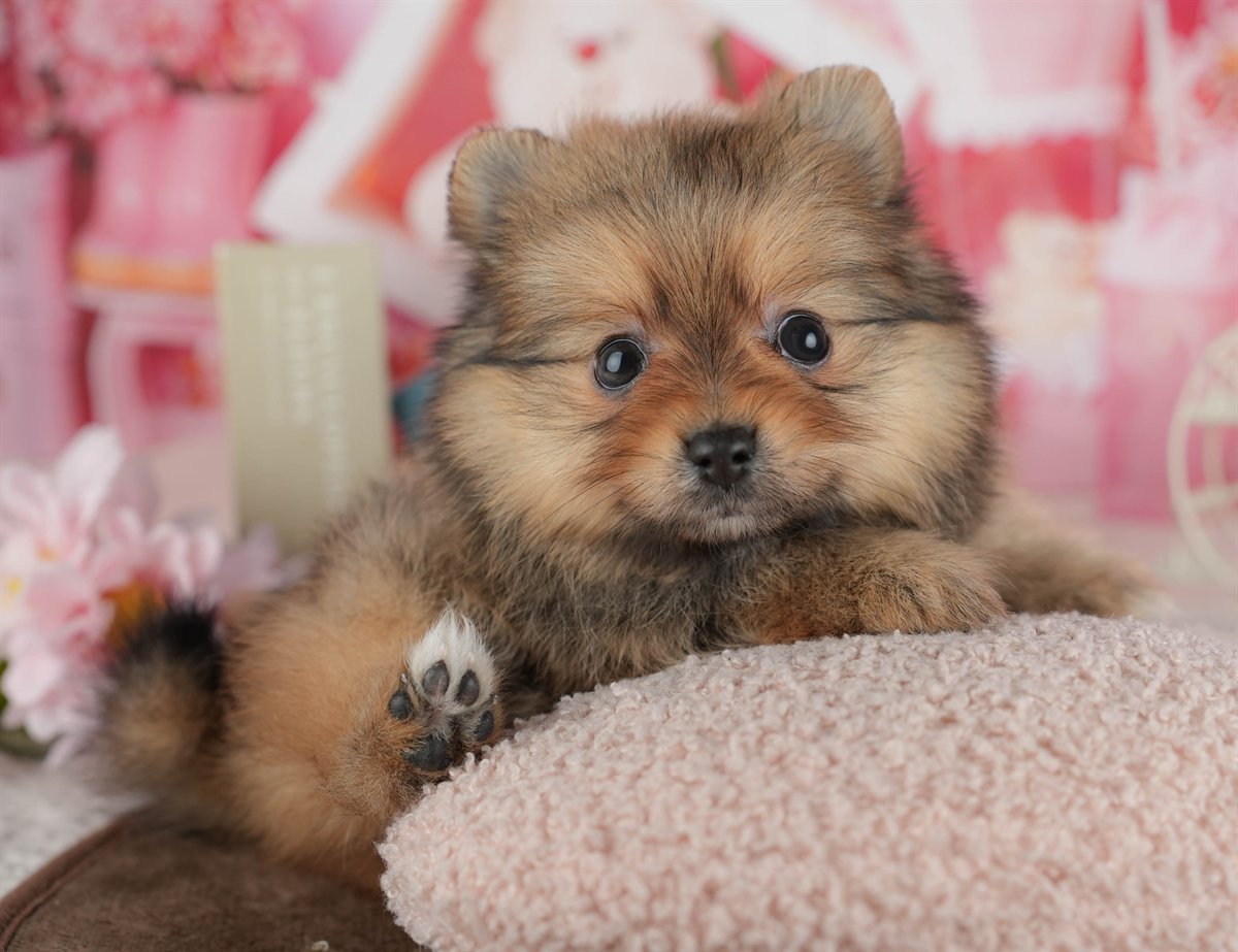 ポメラニアン | 女の子 | オレンジ | 2026年3月1日（ID:dog-200015761）