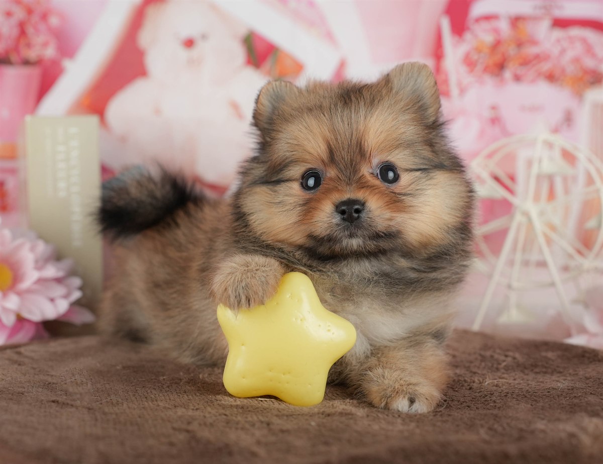 ポメラニアン | 女の子 | オレンジ | 2026年3月1日（ID:dog-200015761）