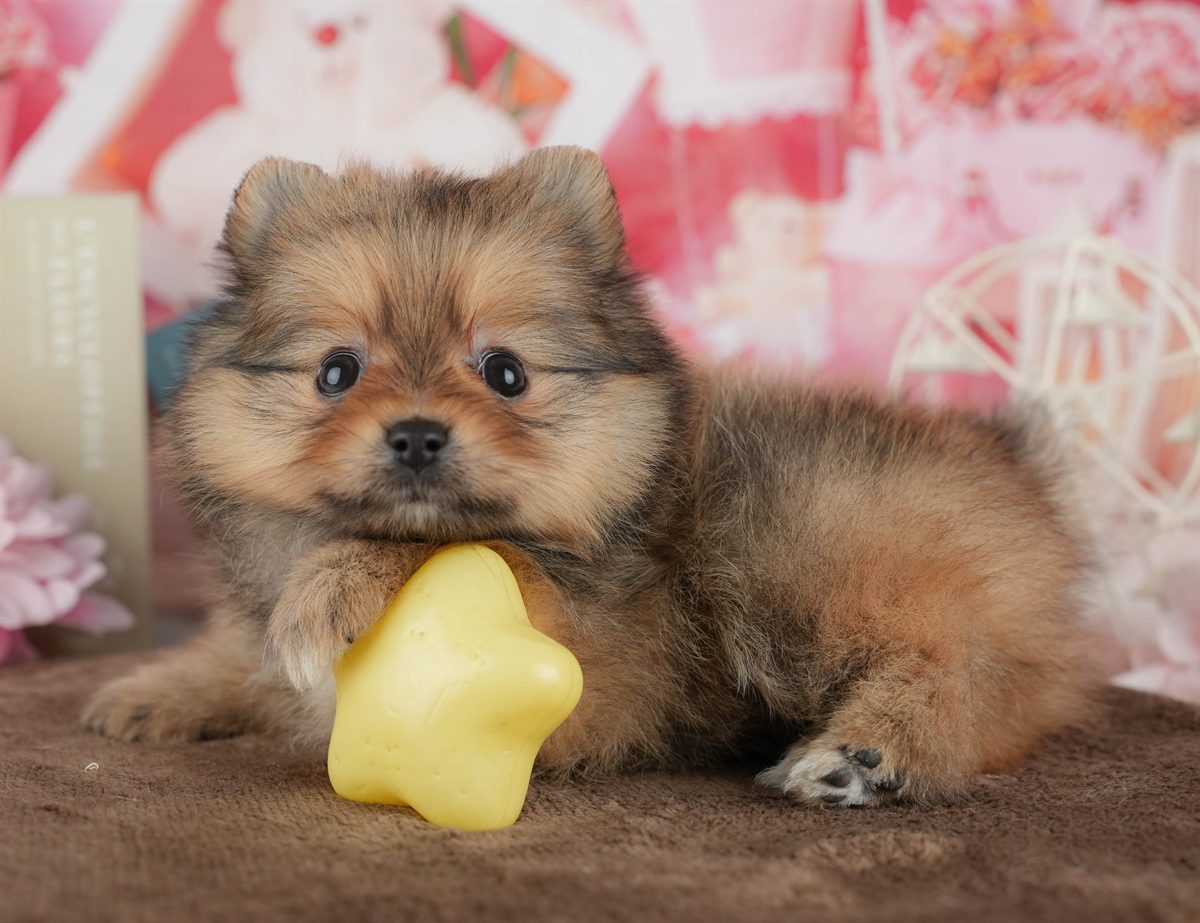 ポメラニアン | 女の子 | オレンジ | 2026年3月1日（ID:dog-200015761）