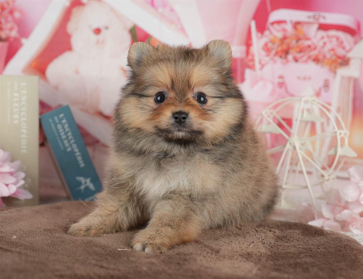ポメラニアン | 女の子 | オレンジ | 2026年3月1日（ID:dog-200015761）