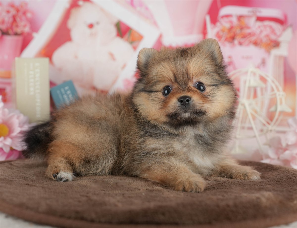 ポメラニアン | 女の子 | オレンジ | 2026年3月1日（ID:dog-200015761）