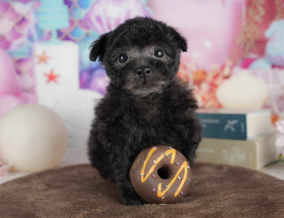 トイ・プードル | 女の子 | ブラック | 2026年3月2日（ID:dog-200015772）