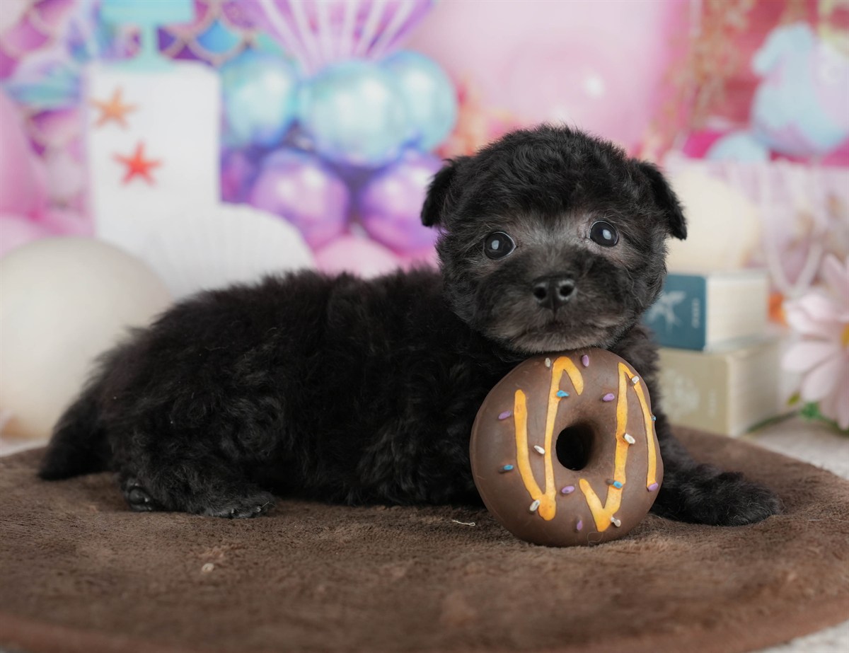 トイ・プードル | 女の子 | ブラック | 2026年3月2日（ID:dog-200015772）