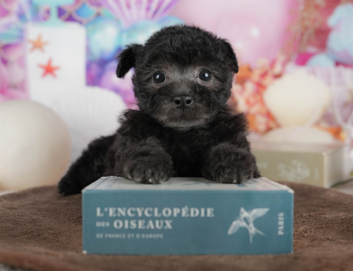 トイ・プードル | 女の子 | ブラック | 2026年3月2日（ID:dog-200015772）