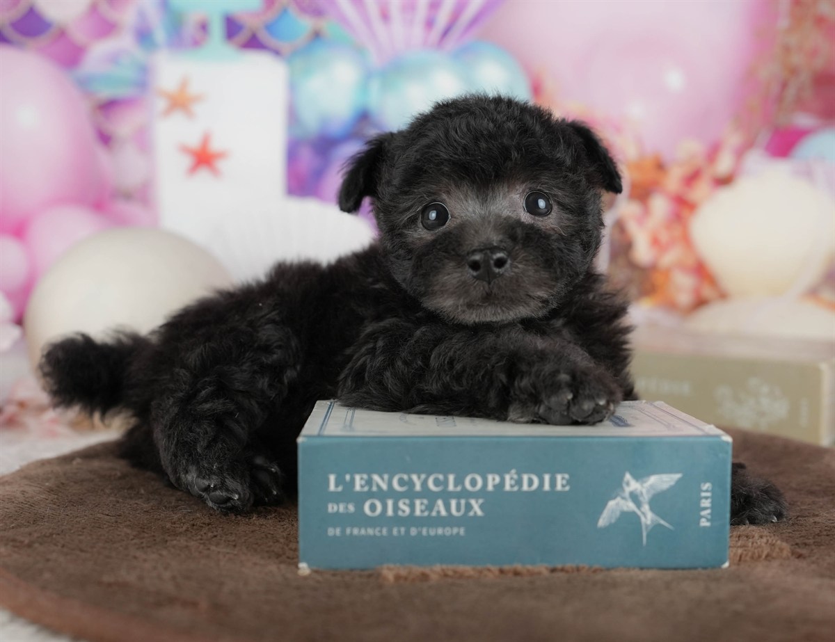 トイ・プードル | 女の子 | ブラック | 2026年3月2日（ID:dog-200015772）