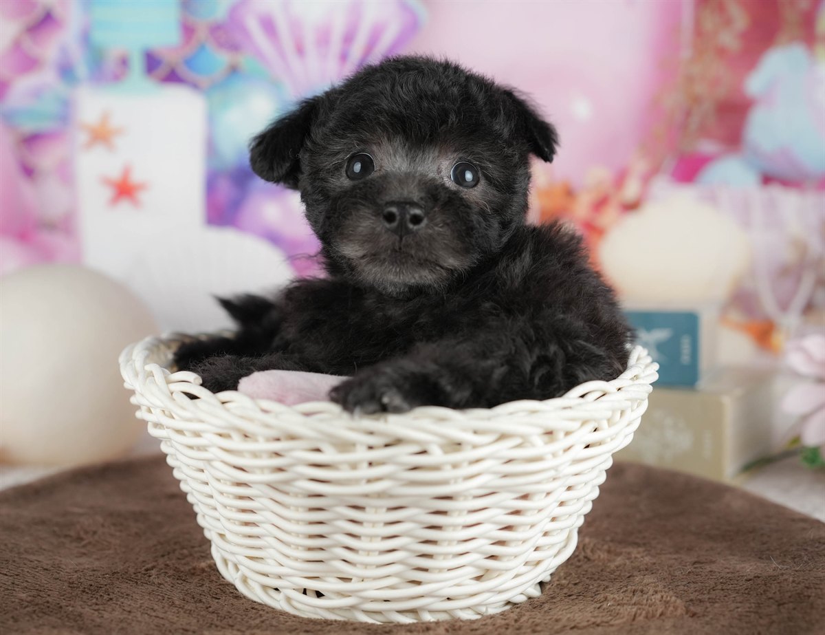 トイ・プードル | 女の子 | ブラック | 2026年3月2日（ID:dog-200015772）