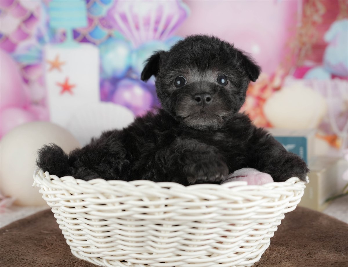 トイ・プードル | 女の子 | ブラック | 2026年3月2日（ID:dog-200015772）