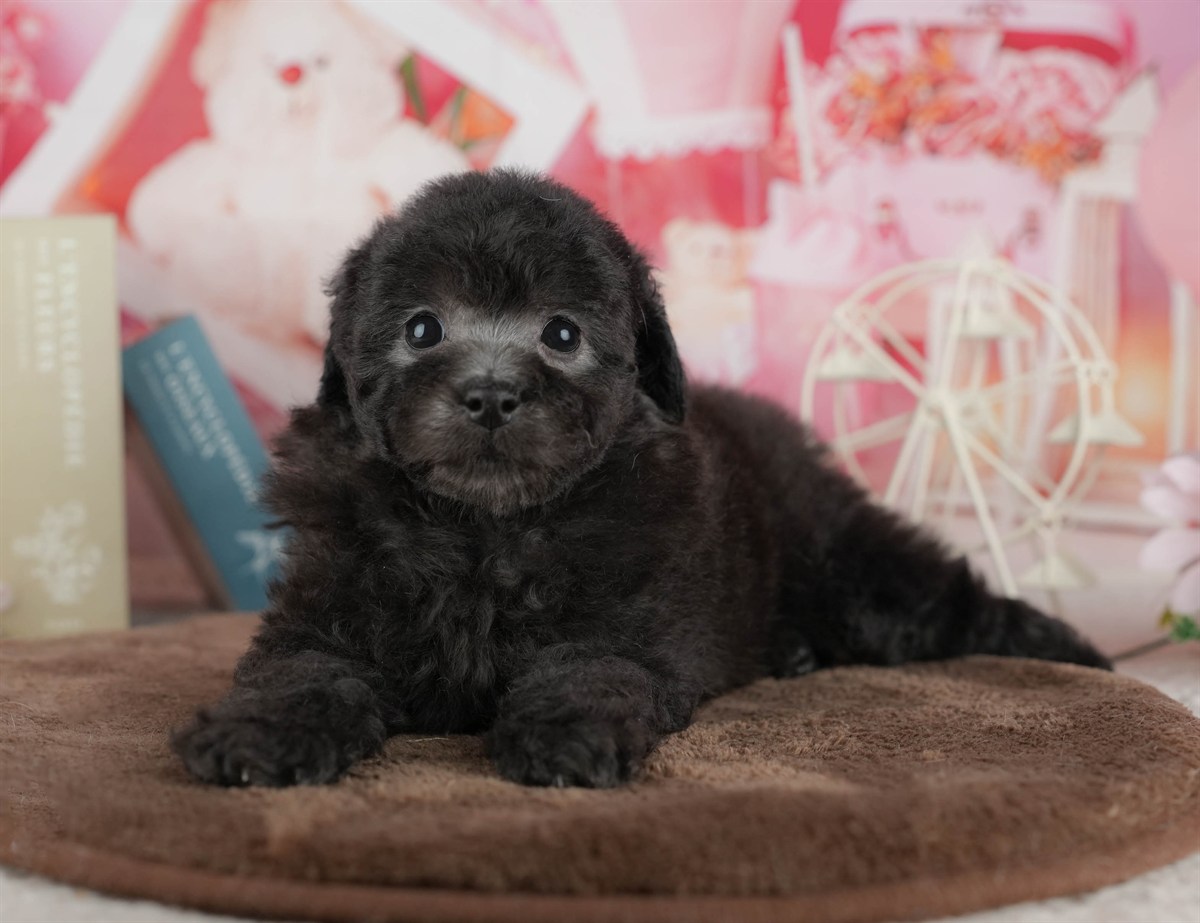 トイ・プードル | 女の子 | ブラック | 2026年3月2日（ID:dog-200015773）