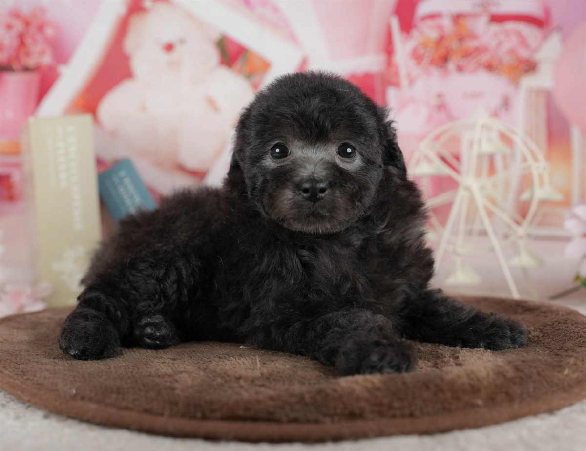 トイ・プードル | 女の子 | ブラック | 2026年3月2日（ID:dog-200015773）