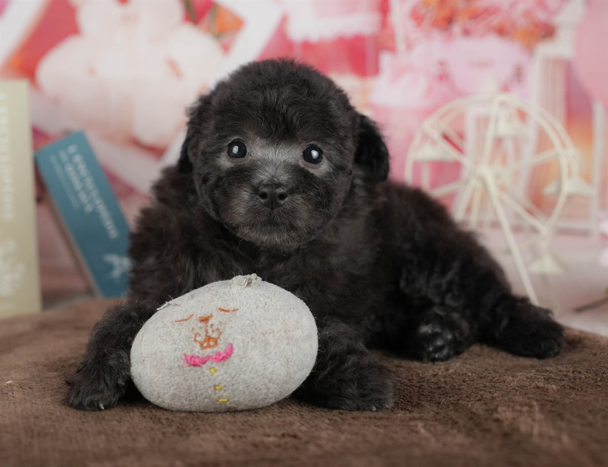 トイ・プードル | 女の子 | ブラック | 2026年3月2日（ID:dog-200015773）