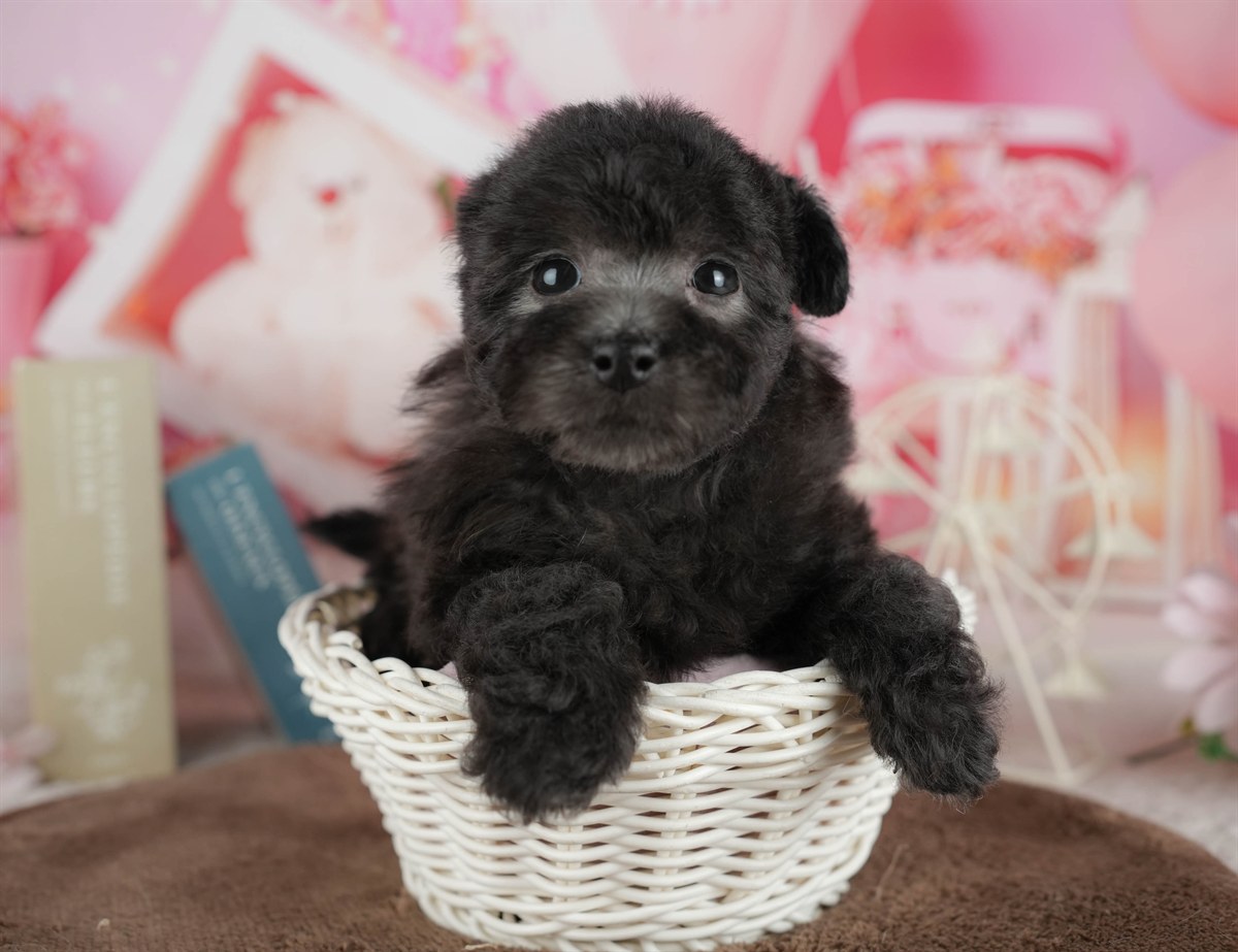 トイ・プードル | 女の子 | ブラック | 2026年3月2日（ID:dog-200015773）