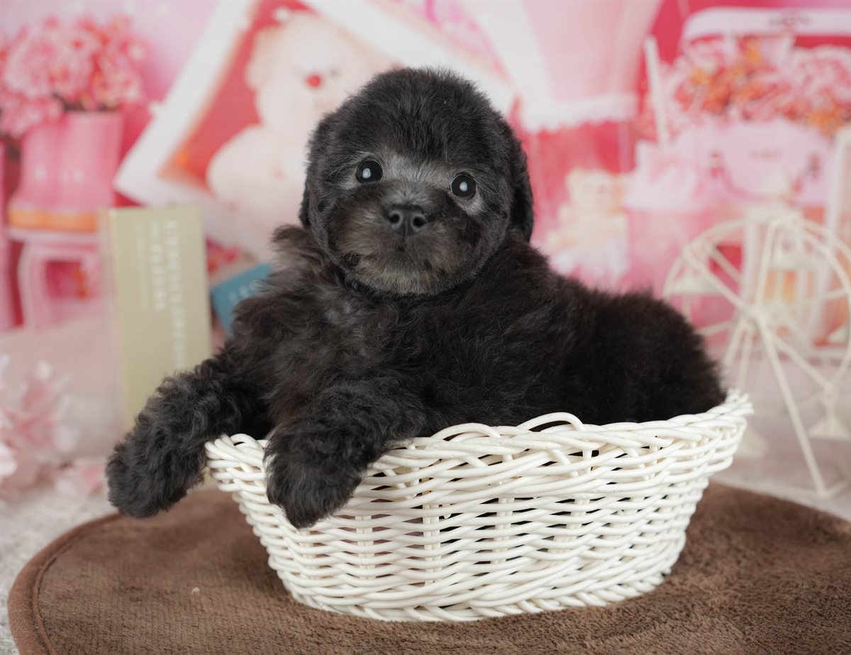 トイ・プードル | 女の子 | ブラック | 2026年3月2日（ID:dog-200015773）