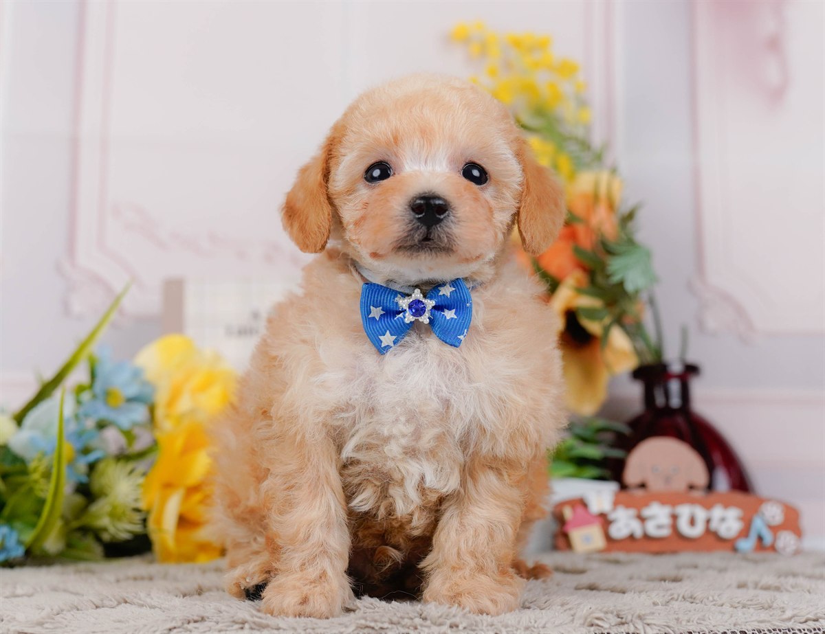 タイニー・プードル | 男の子 | アプリコット | 2026年3月4日（ID:dog-200015778）