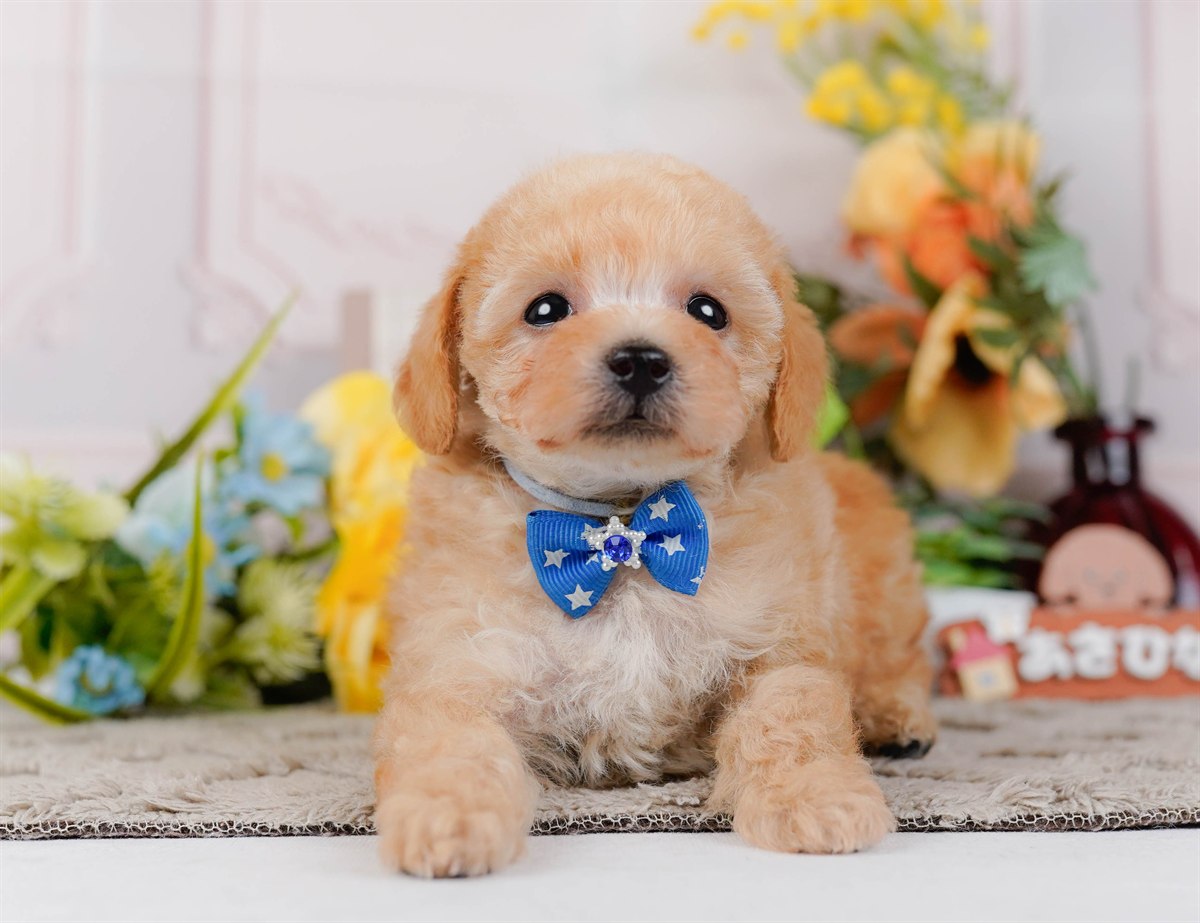 タイニー・プードル | 男の子 | アプリコット | 2026年3月4日（ID:dog-200015778）