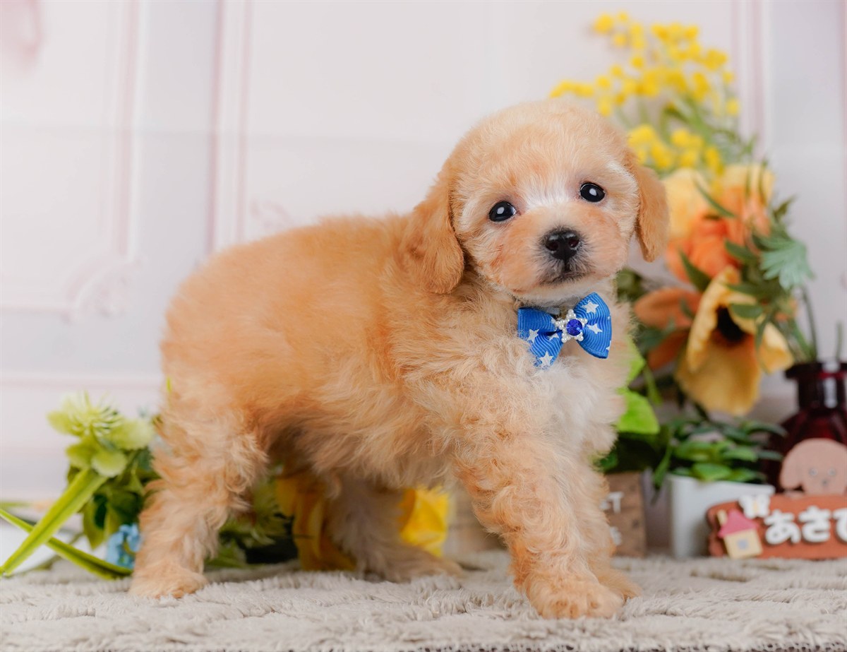 タイニー・プードル | 男の子 | アプリコット | 2026年3月4日（ID:dog-200015778）