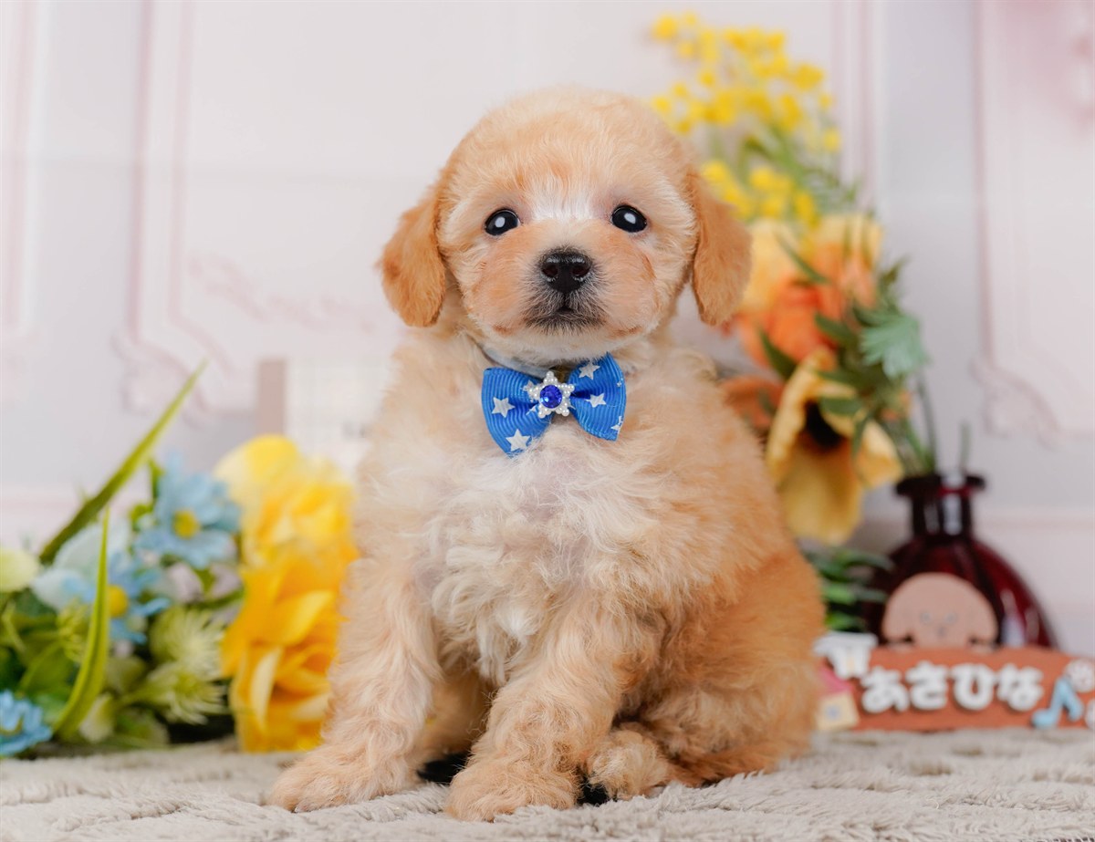 タイニー・プードル | 男の子 | アプリコット | 2026年3月4日（ID:dog-200015778）