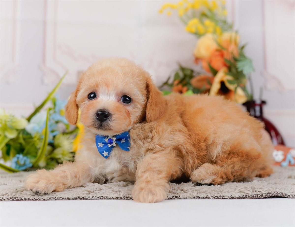 タイニー・プードル | 男の子 | アプリコット | 2026年3月4日（ID:dog-200015778）