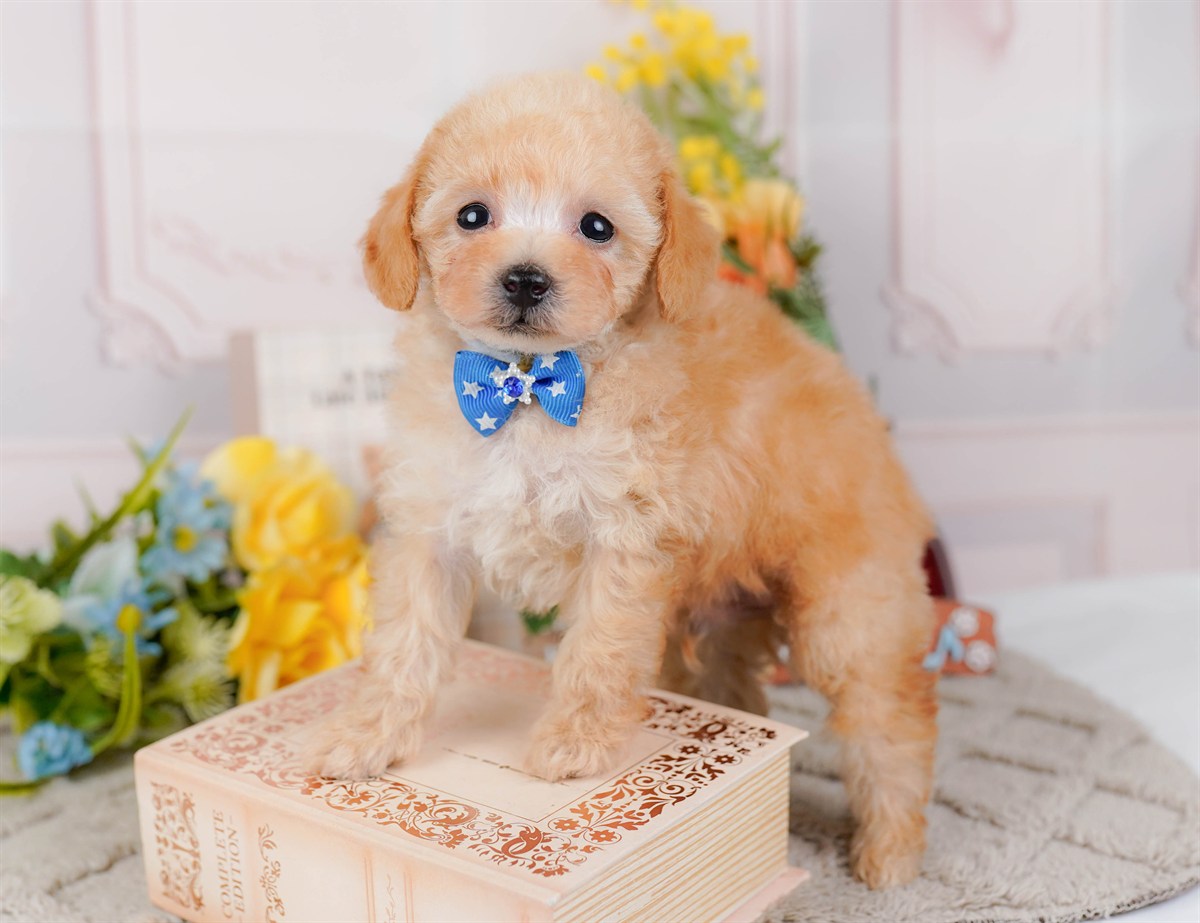 タイニー・プードル | 男の子 | アプリコット | 2026年3月4日（ID:dog-200015778）