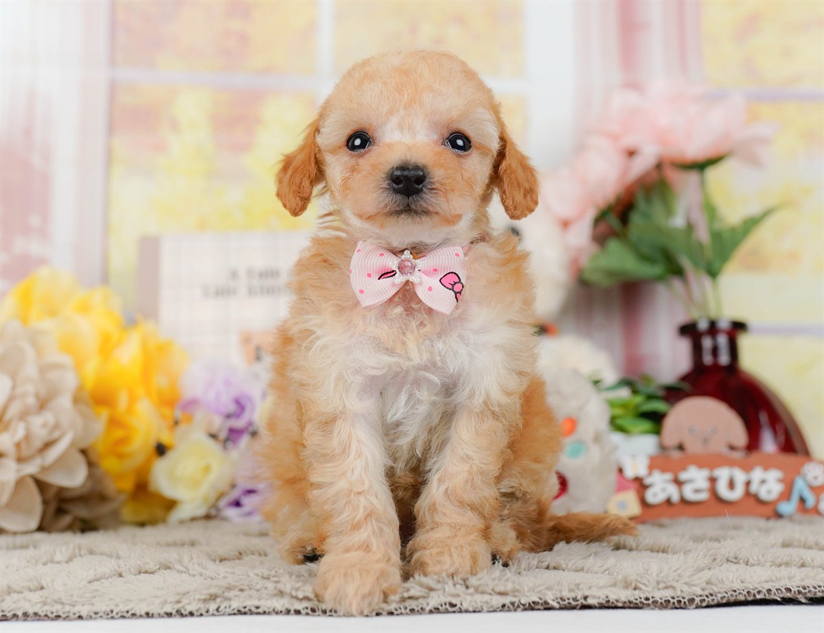 ティーカップ・プードル | 女の子 | アプリコット | 2026年3月4日（ID:dog-200015779）