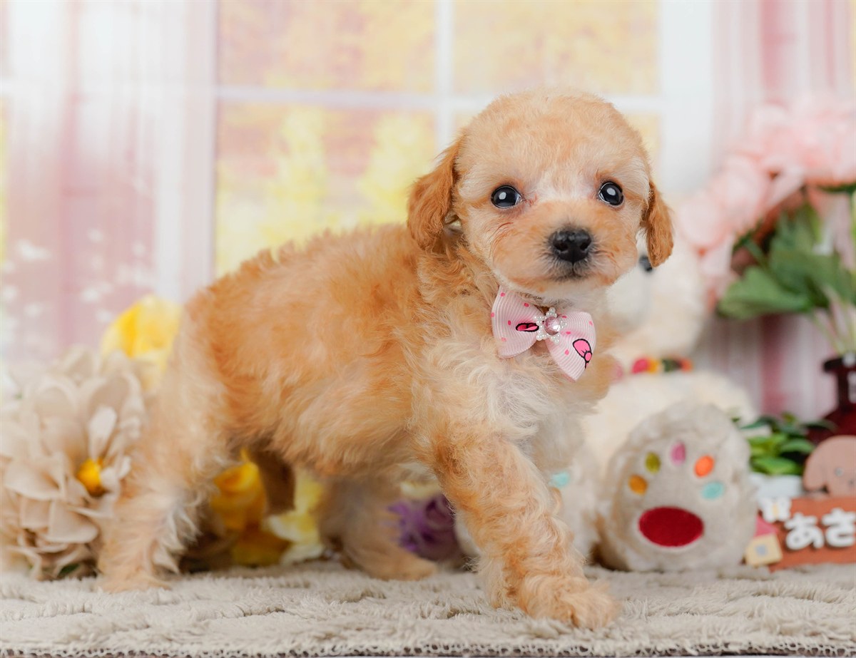 ティーカップ・プードル | 女の子 | アプリコット | 2026年3月4日（ID:dog-200015779）