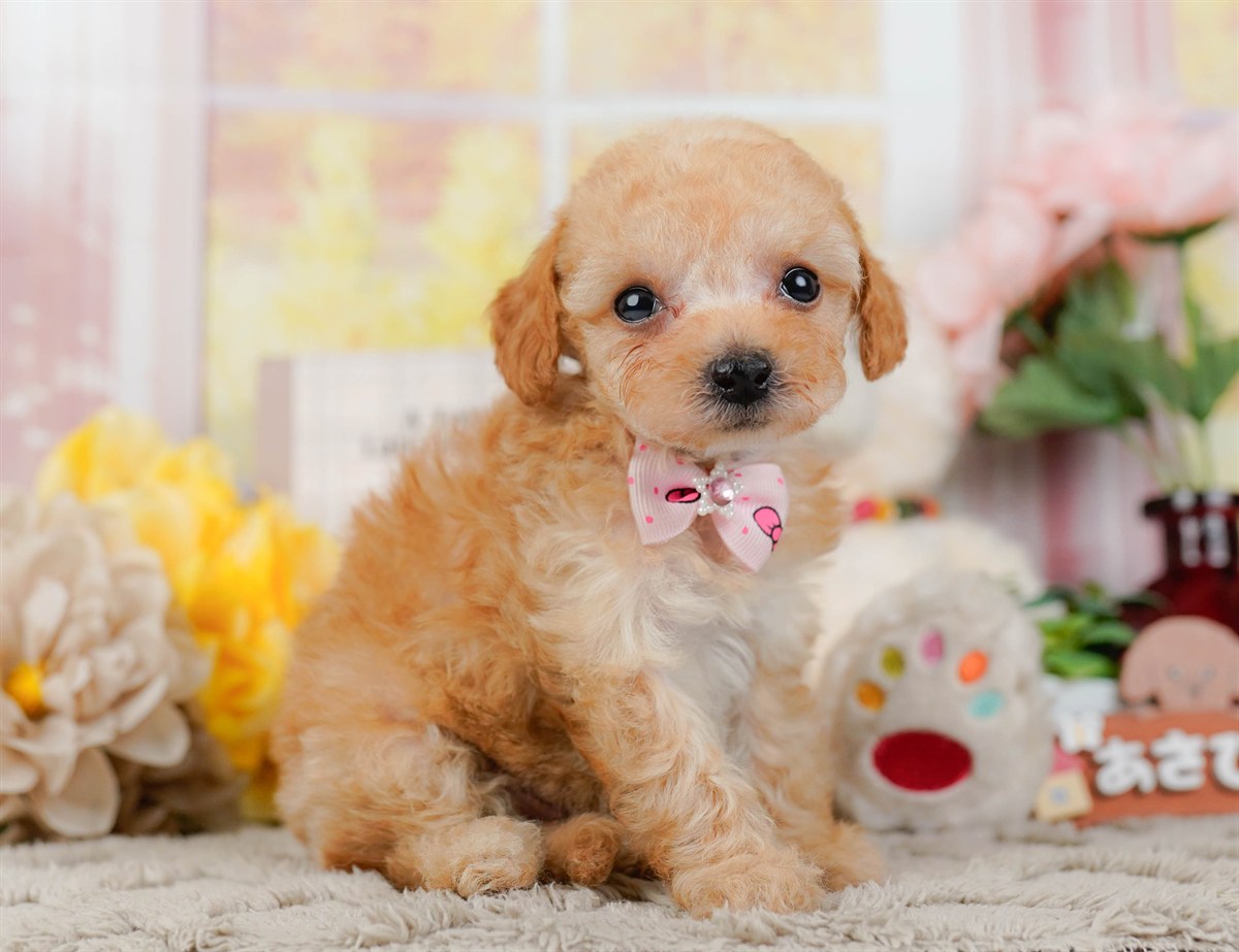 ティーカップ・プードル | 女の子 | アプリコット | 2026年3月4日（ID:dog-200015779）