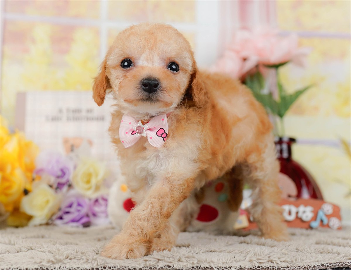 ティーカップ・プードル | 女の子 | アプリコット | 2026年3月4日（ID:dog-200015779）