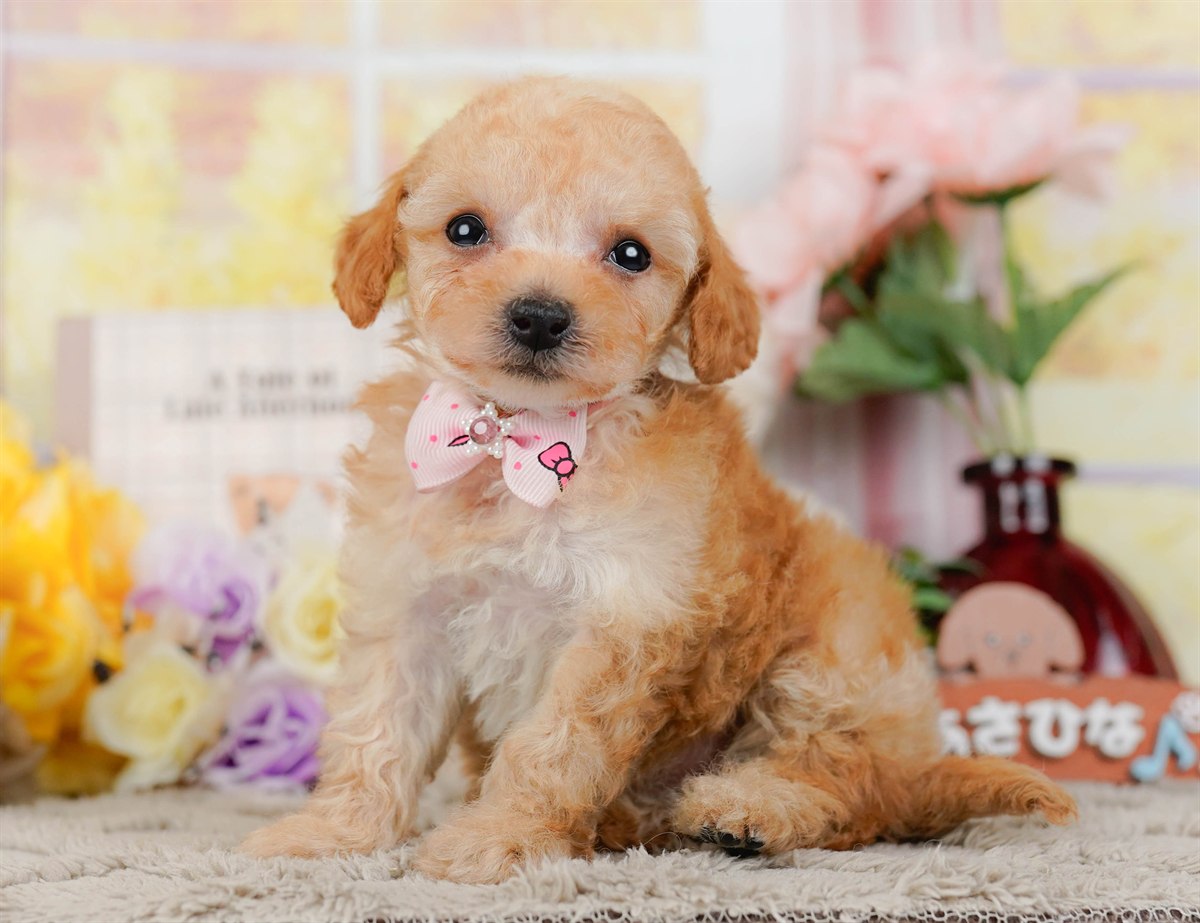 ティーカップ・プードル | 女の子 | アプリコット | 2026年3月4日（ID:dog-200015779）