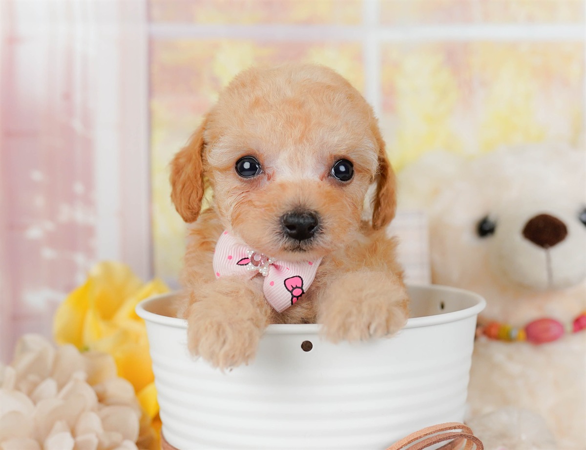 ティーカップ・プードル | 女の子 | アプリコット | 2026年3月4日（ID:dog-200015779）