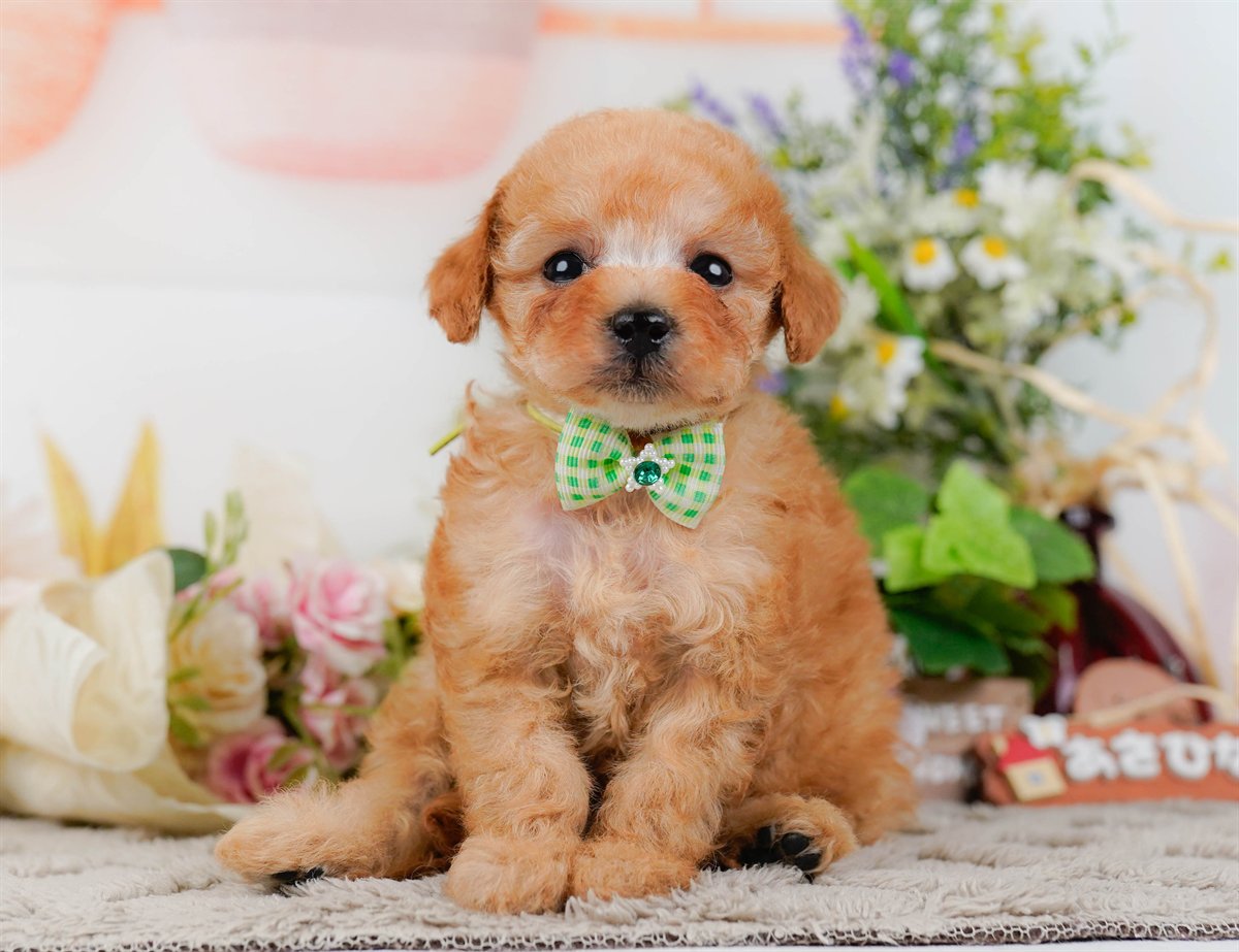 タイニー・プードル | 男の子 | アプリコット | 2026年3月4日（ID:dog-200015780）