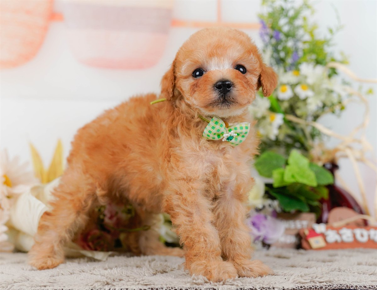 タイニー・プードル | 男の子 | アプリコット | 2026年3月4日（ID:dog-200015780）