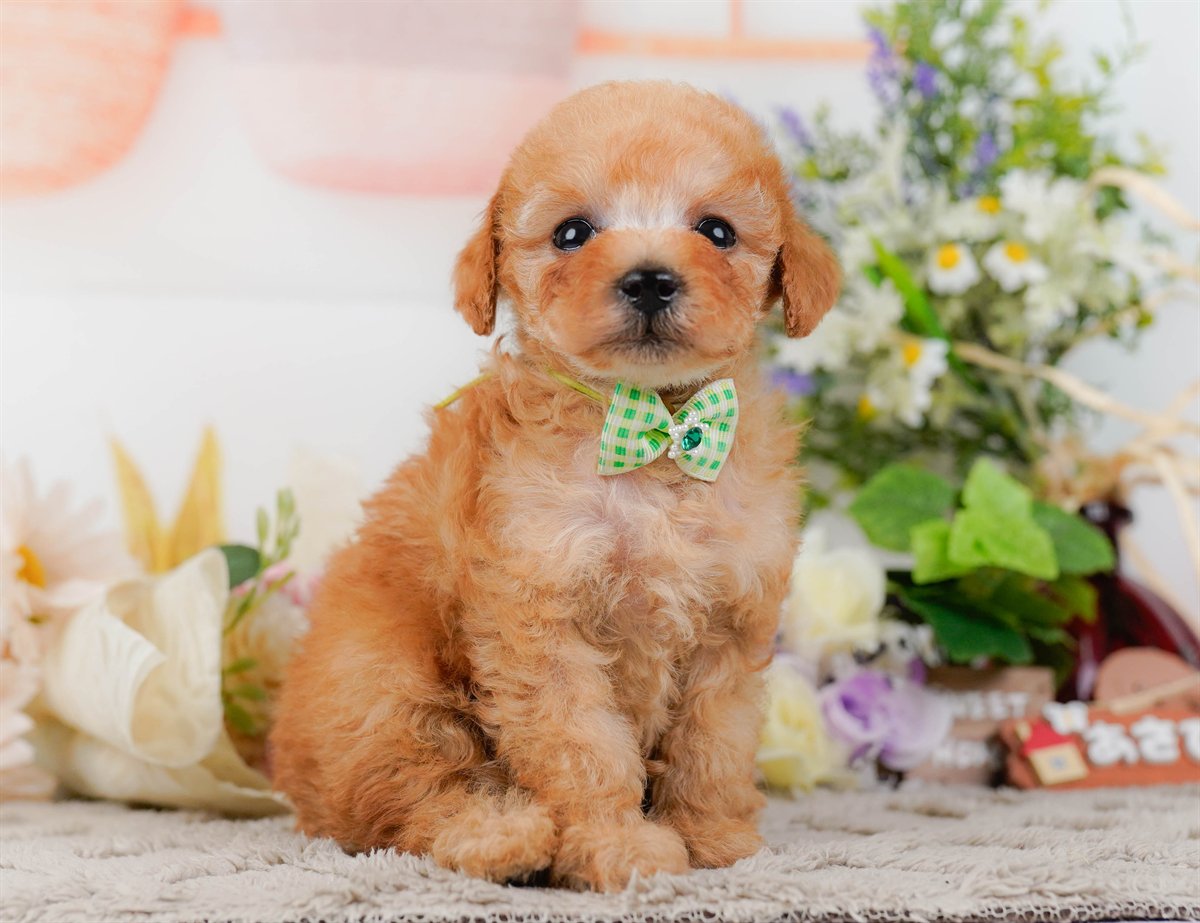 タイニー・プードル | 男の子 | アプリコット | 2026年3月4日（ID:dog-200015780）