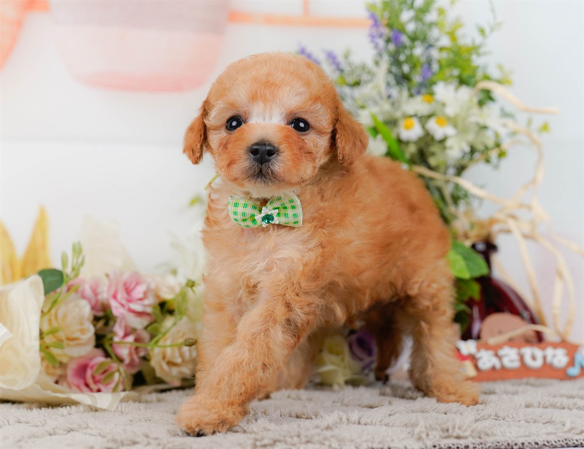 タイニー・プードル | 男の子 | アプリコット | 2026年3月4日（ID:dog-200015780）