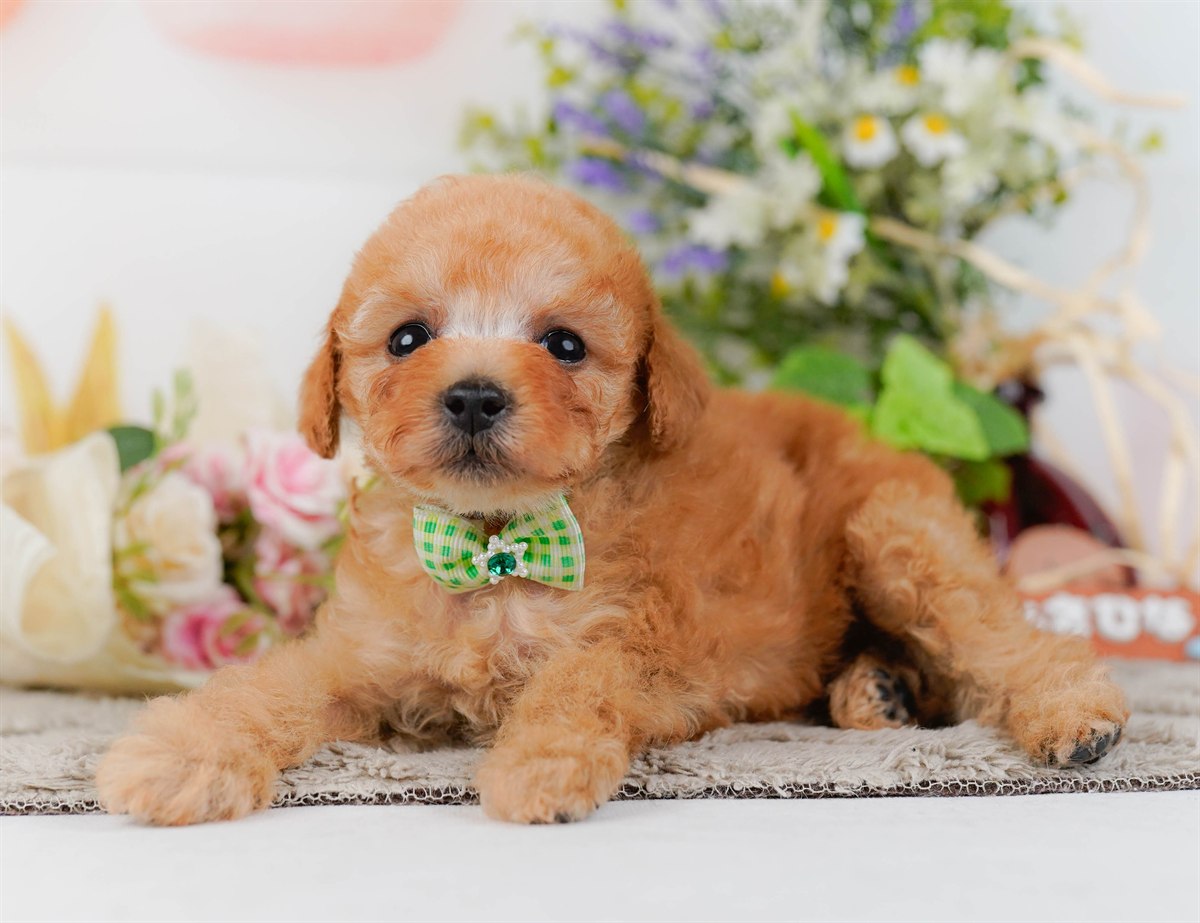 タイニー・プードル | 男の子 | アプリコット | 2026年3月4日（ID:dog-200015780）