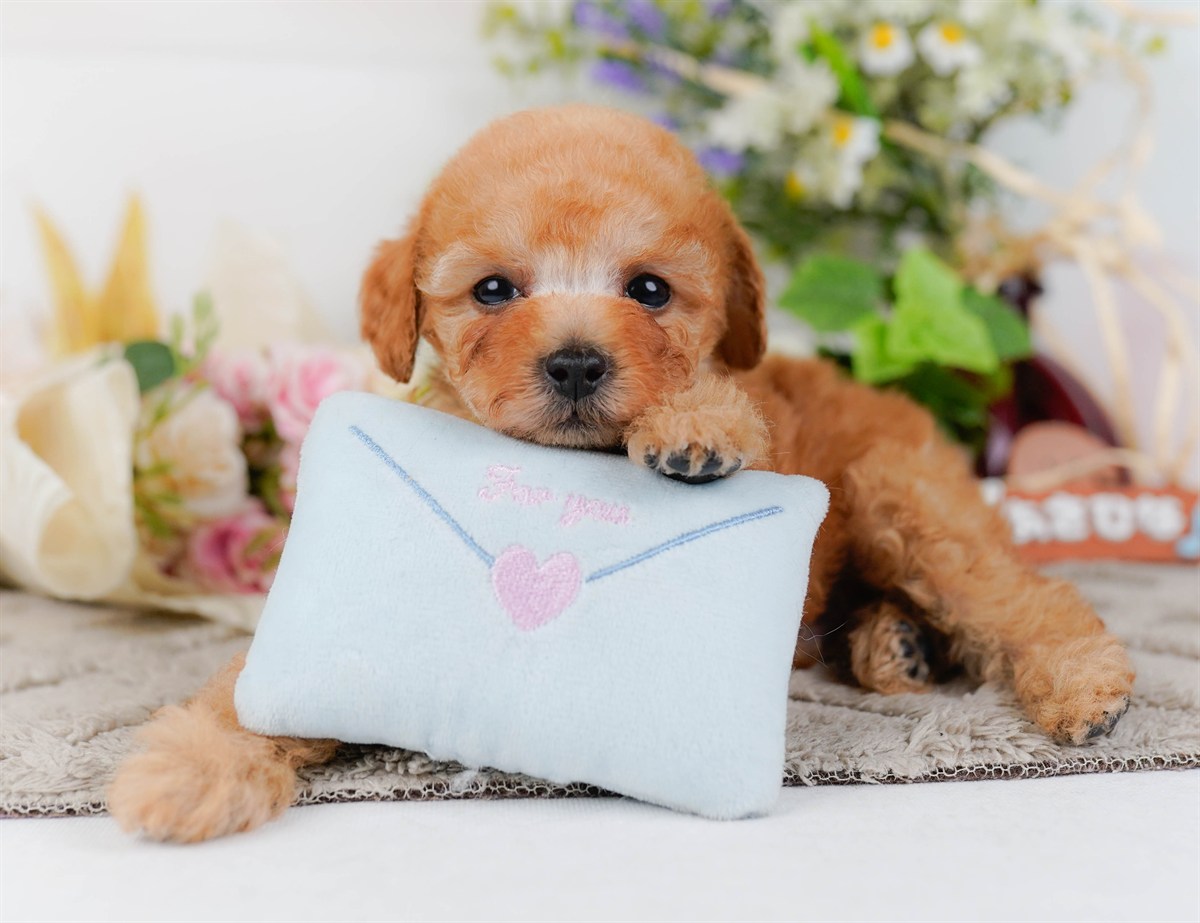 タイニー・プードル | 男の子 | アプリコット | 2026年3月4日（ID:dog-200015780）