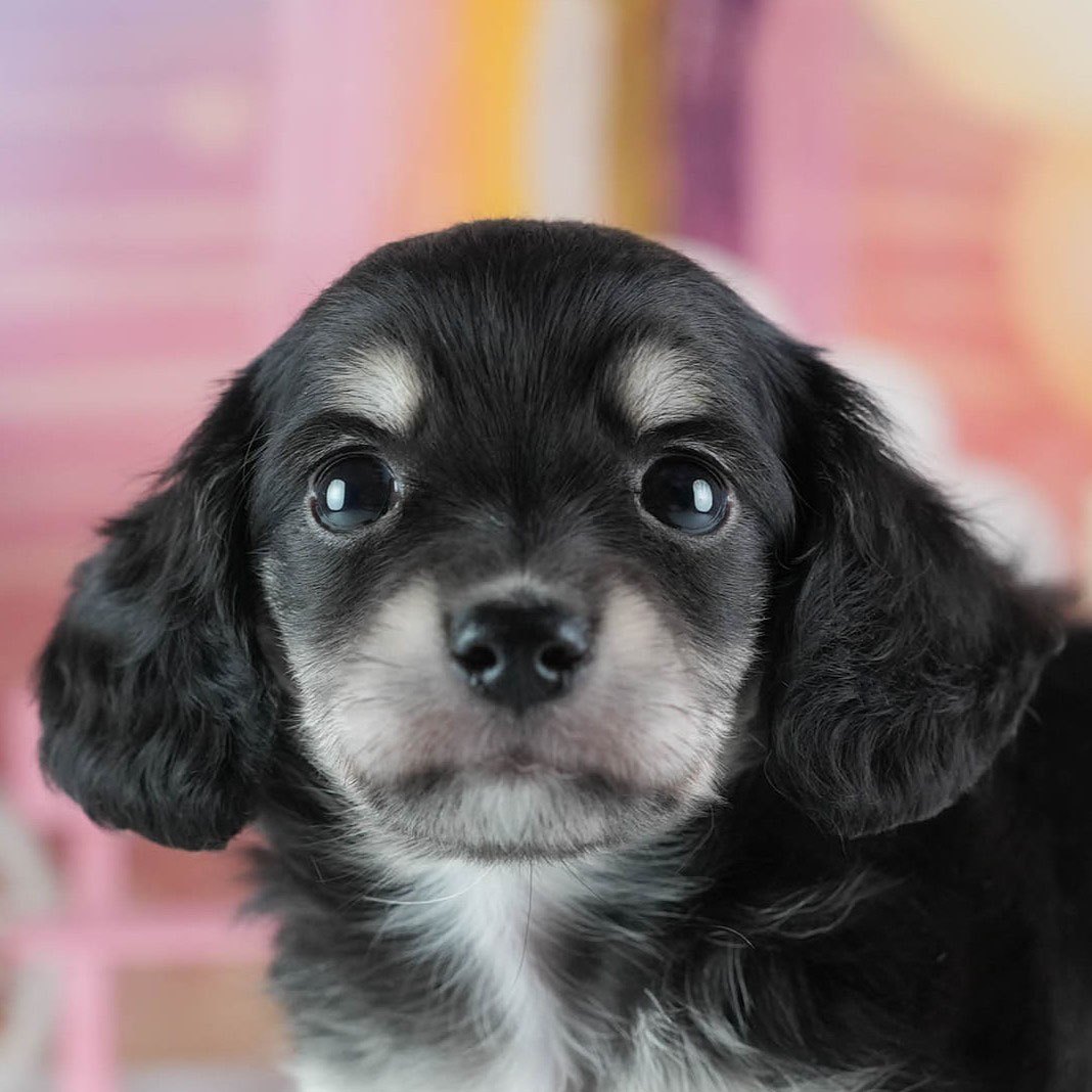 チワックス | 男の子 | ブラックタン＆ホワイト | 2026年3月4日（ID:dog-200015781）