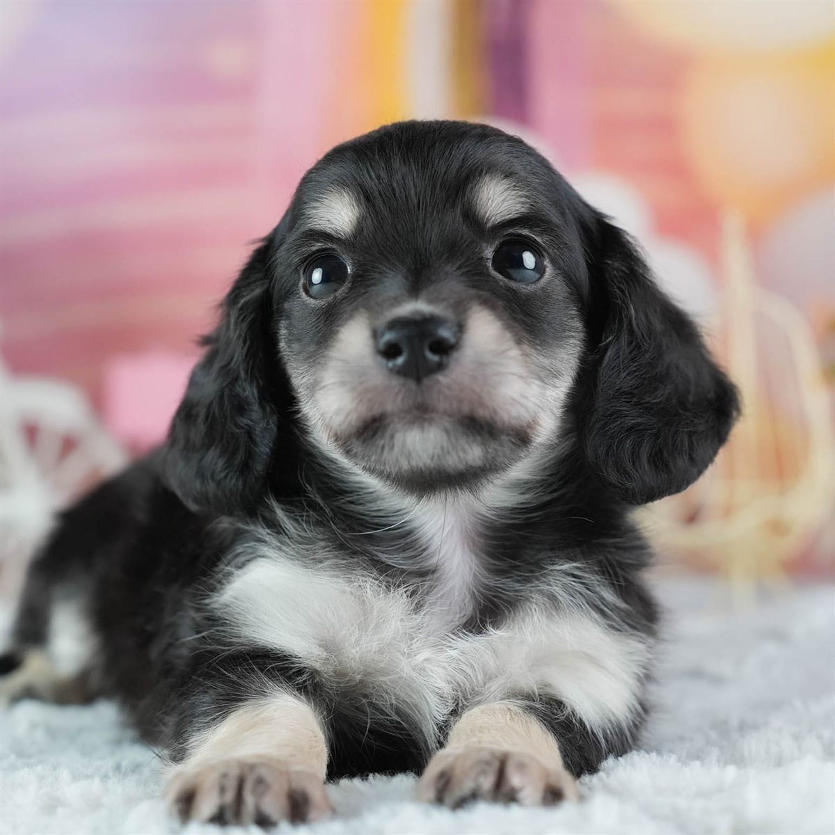 チワックス | 男の子 | ブラックタン＆ホワイト | 2026年3月4日（ID:dog-200015781）