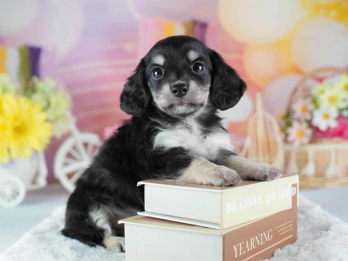 チワックス | 男の子 | ブラックタン＆ホワイト | 2026年3月4日（ID:dog-200015781）