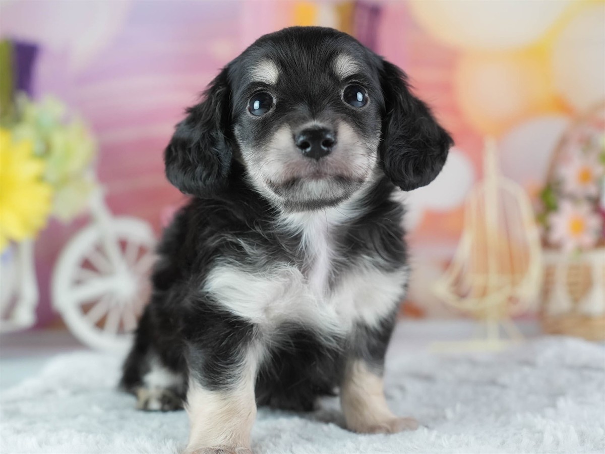 チワックス | 男の子 | ブラックタン＆ホワイト | 2026年3月4日（ID:dog-200015781）