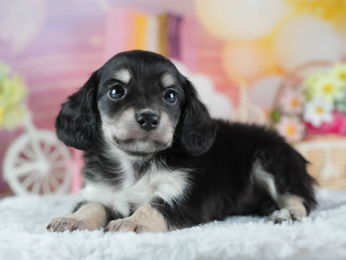 チワックス | 男の子 | ブラックタン＆ホワイト | 2026年3月4日（ID:dog-200015781）